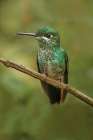 Green Crowned Brilliant hummingbird-Costa Rica Art Print
